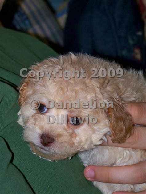 Buff Tri Cockapoo 的图像结果