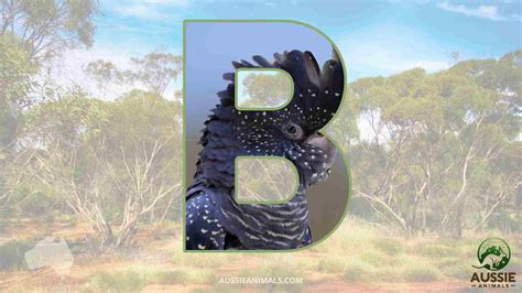 Explore the Australian Animals A-Z List