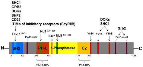 The Inositol-5-Phosphatase SHIP1: Expression, Regulation and Role in ...