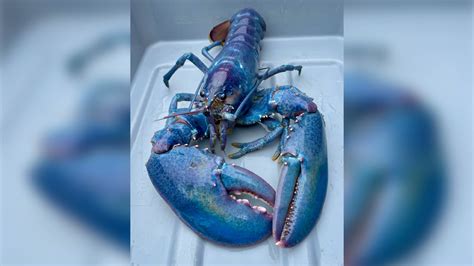 1-in-100 million 'cotton candy' lobster caught off New Hampshire alive and well at aquarium ...