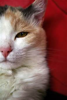 cat hair why do cats lose hair in spots pets cat hair why do cats lose hair in spots pets