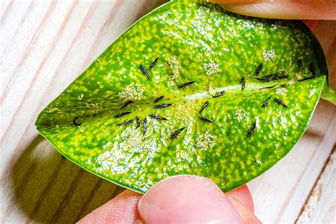 10 Tips for Preventing Thrips on Plants Naturally