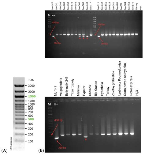 Screening of Mutant Lines and Varieties/Hybrids of Tomato (Solanum ...