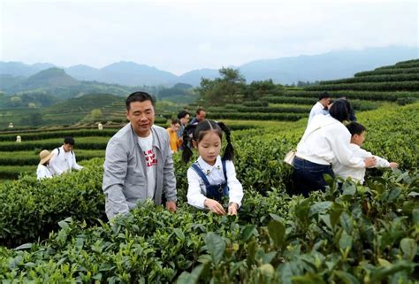 松溪茶叶优在哪？松溪生态好在哪？百年蔗林见过吗？-搜狐大视野-搜狐新闻