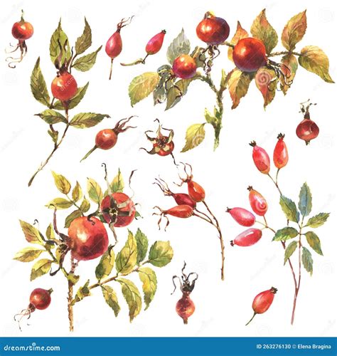 Watercolor Set of Dog Rose, Briar with Red Berries and Green Leaves, Isolate on White Background ...