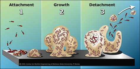 dental biofilm bacteria