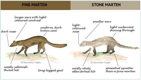 Pine marten or stone marten? - waldwissen.net