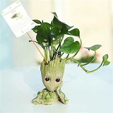 FlowerAura Decorative Air Purifying Money Live Indoor Plant in Resin ...