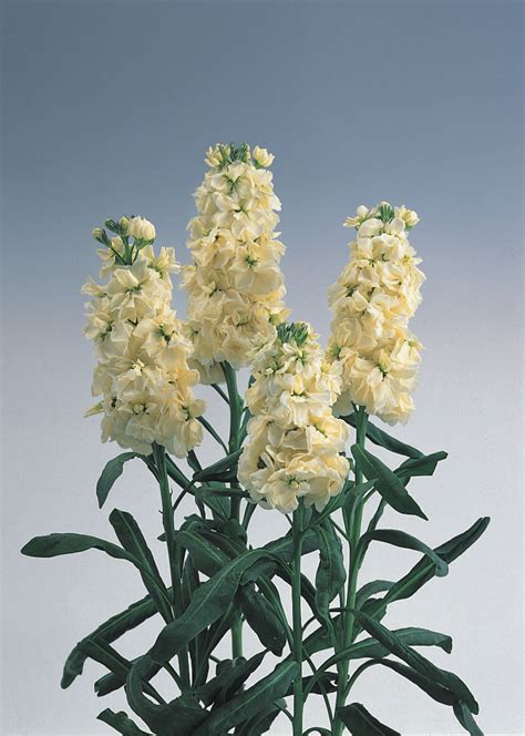 MATTHIOLA incana NOBLE CREAM YELLOW - Muller Seeds