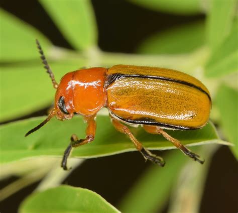 30 Common Orange Beetles (With and Without Black Spots)