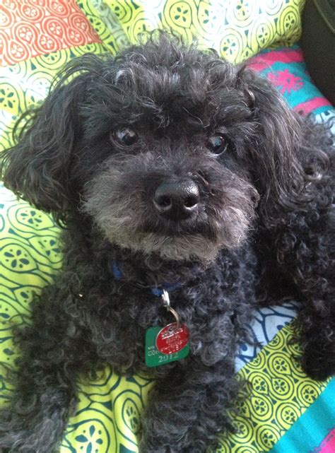 My puppy The little black poodle | Poodle, French poodles, Cute dogs