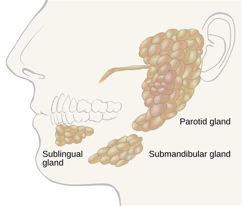 Salivary Glands