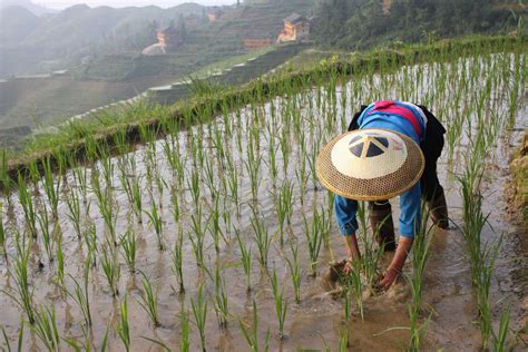 Intensive Subsistence Agriculture Wet Rice Dominant