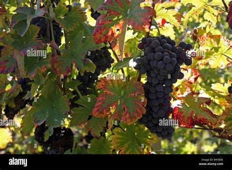 Grapes 的图像结果