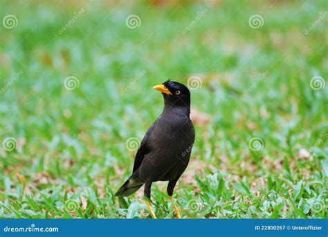 Javan Myna stock image. Image of mynah, nest, asia, bird - 22800267