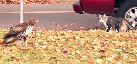 Image result for Hawk Catching Cat