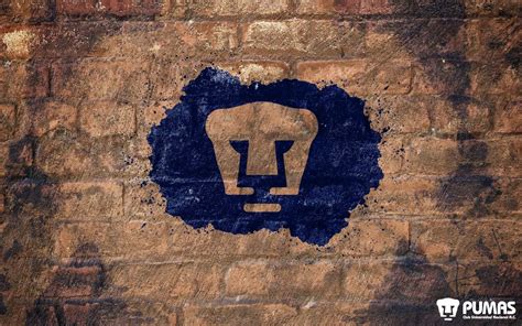 Pumas Wallpapers - Wallpaper Cave