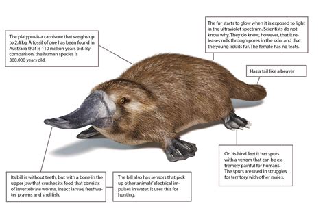 It sweats milk and has glowing fur — the genome of the platypus has ...