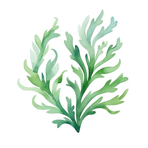 Watercolor Seaweed Clip Art Element, Watercolor, Seaweed, Sea PNG ...