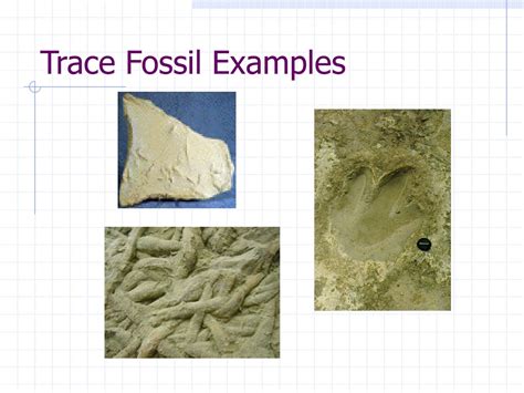 PPT - Types of Fossils PowerPoint Presentation, free download - ID:339361