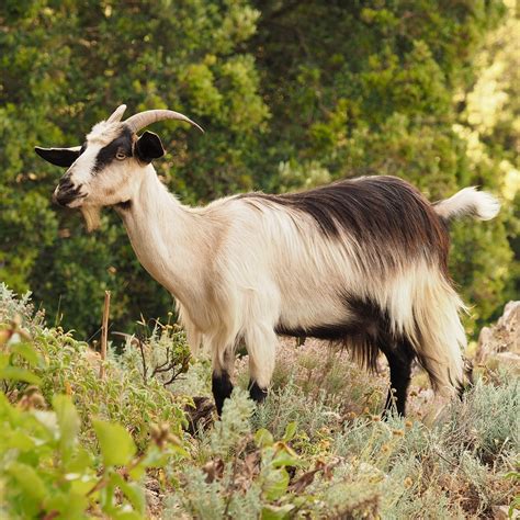 Domestic Goat (Mammals of Pennsylvania) · BioDiversity4All