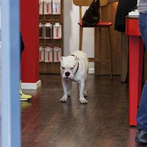 Are Dogs Allowed In Super Target