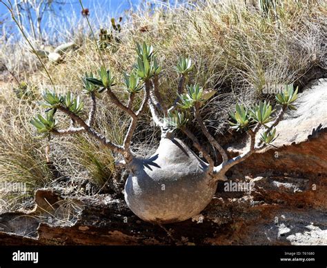 Elephants foot plant hi-res stock photography and images - Alamy