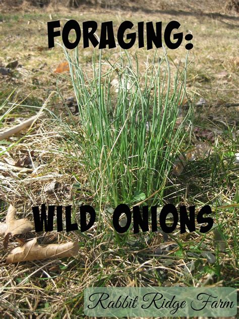 Are Wild Onions Safe To Eat - Recip prism