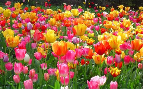 Spring Tulips Wallpapers - Top Free Spring Tulips Backgrounds ...