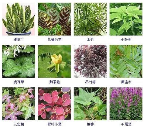 室内观叶植物100种,常见观叶植物图片,长条叶子盆栽植物名称_大山谷图库