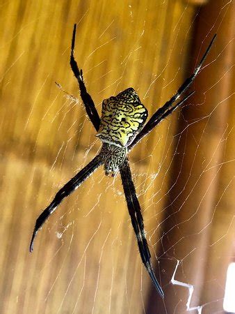 Maui Dragon Fruit Farm (Lahaina) - 2019 What to Know Before You Go ...