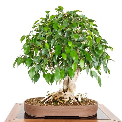 Grow Your Own Bonsai Tree Growing Guide Ficus Benghalensis 30 Banyan ...