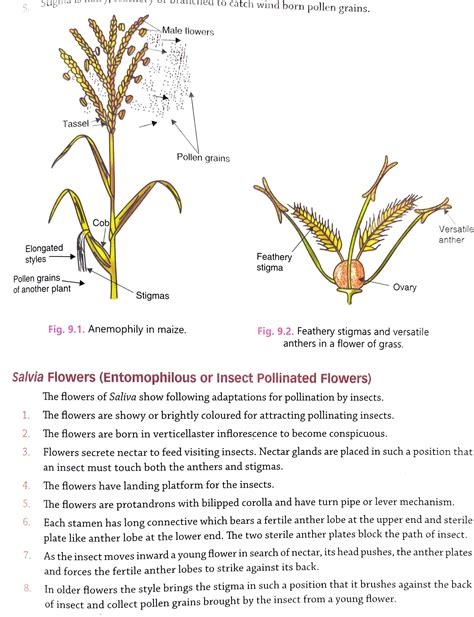 pollination experiment.pdf class 12 biology | PDF