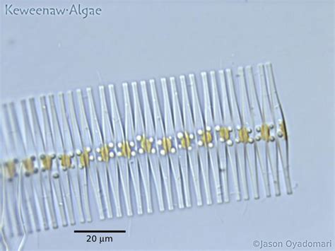 Image result for Module Machine System
