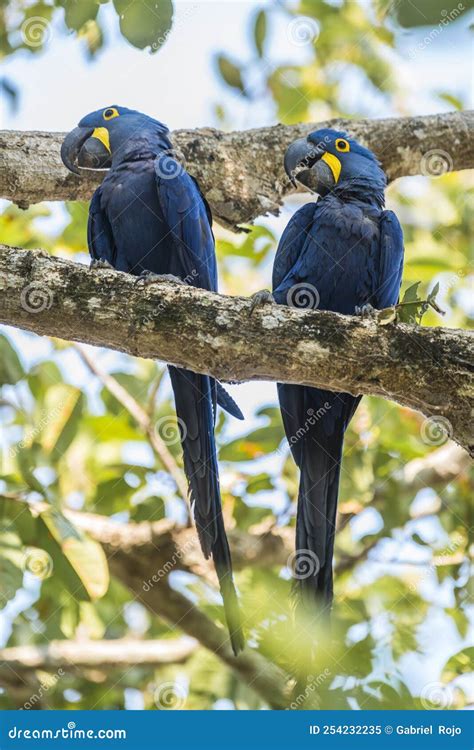 Hyacinth Macaw Couple Mating,Pantanal Forest, Stock Image - Image of ...