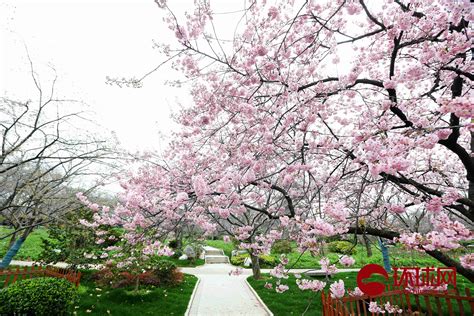 世上最漂亮的樱花图片超好看-壁纸图片大全