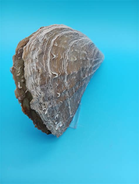 Barnacle Encrusted Rigid Pen Shell 9" – Coastal Home Decor Atrina rigi ...