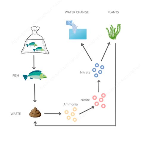 How to Cycle or Start your Freshwater Aquarium: The Nitrogen Cycle