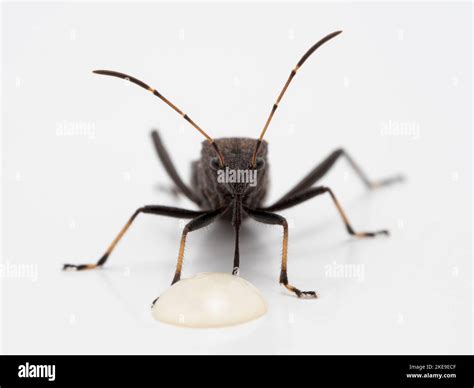 close-up front view of a masked hunter assassin bug (Reduvius ...