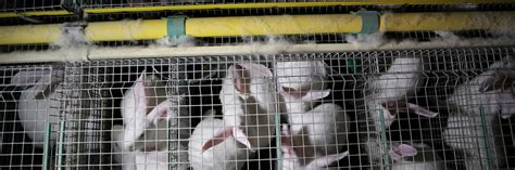 End the Cage Age - FOUR PAWS International - Animal Welfare Organisation