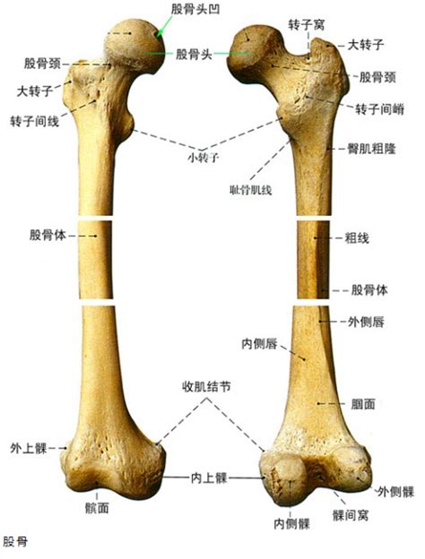 股骨干的解剖结构及特点 - 知乎