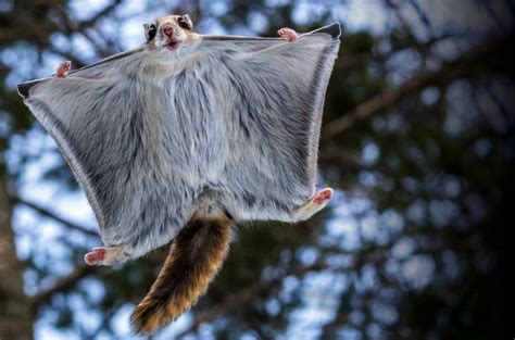Lift off! – BBC Wildlife