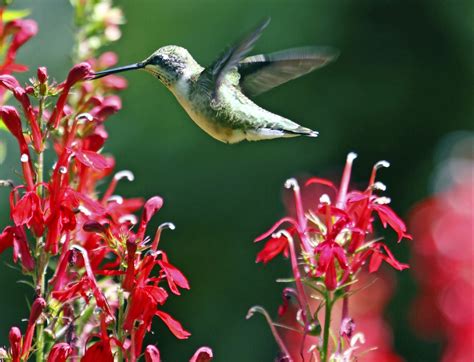 Outdoor Plants That Attract Hummingbirds at Christiana Shepherd blog