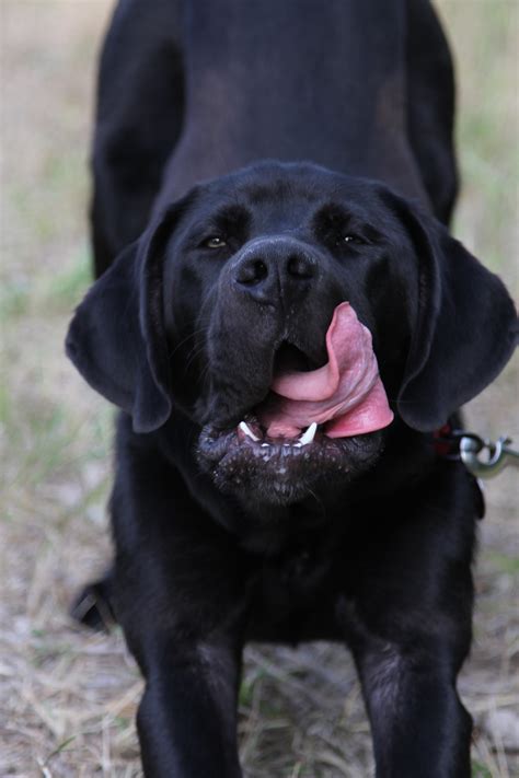 Saint Bernard And Lab Mix