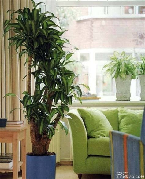 室内盆栽大型绿植哪种牌子比较好 室内大型盆栽绿植花卉价格