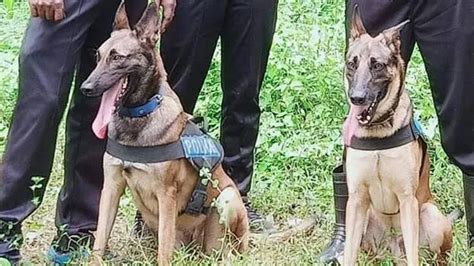 Maya and Murphy to disaster land in Wayanad, both experts in tracing ...