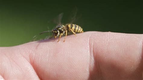 Queen Bee Food Royal Jelly Is Sanjeevani Booti For Humans - काम की खबर ...