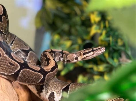 Image result for Ball Python Weights