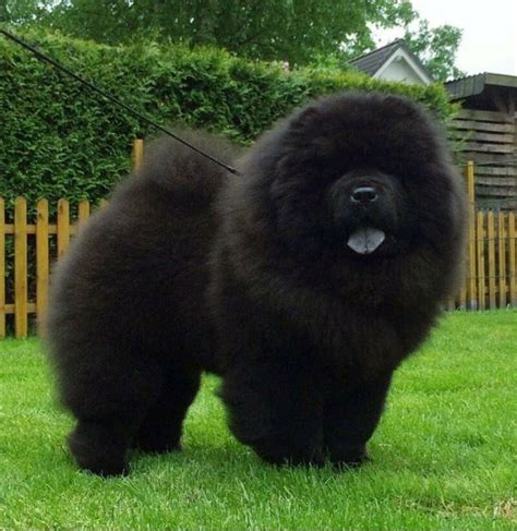 Black chow chow – Artofit