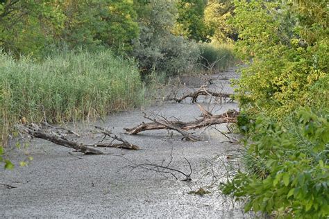 Swamp 的图像结果
